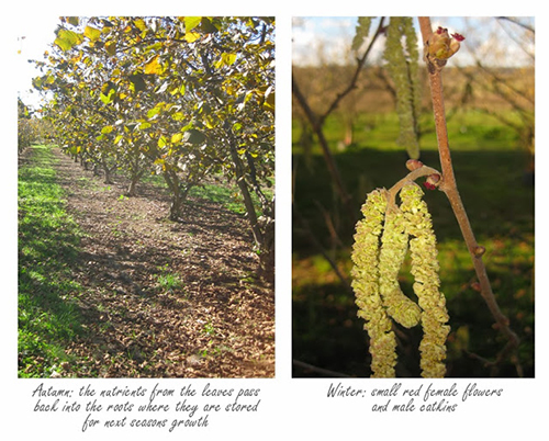 Orchard Image 1
